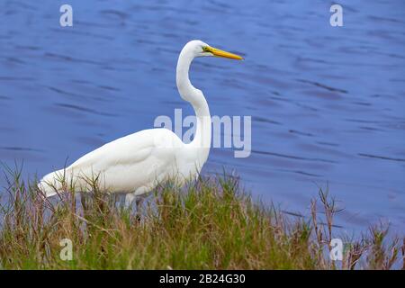 Ein Großer weißer Egret wadet im Wasser des Mrazek Pond im Everglades National Park. Stockfoto