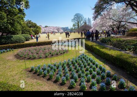 Blick auf den japanischen Garten - Shinjuku Gyoen in Tokio. Familie im Garten Duzing Sakura - Kirschblüte . Etwa 1500 Kirschbäume - jetzt in Blüte! Menschen Stockfoto