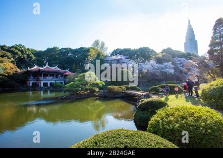 Blick auf den japanischen Garten - Shinjuku Gyoen in Tokio. Familie im Garten Duzing Sakura - Kirschblüte . Etwa 1500 Kirschbäume - jetzt in Blüte! Trad Stockfoto