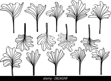 Ingko- oder Ginkgo-Biloba-Blatt. Setzen Sie Blumen aus Blumenblättern im Doodle-Stil, isoliert auf weißem Hintergrund. Abbildung der Vektorkonturen. Federdekor. Einstellen w Stock Vektor