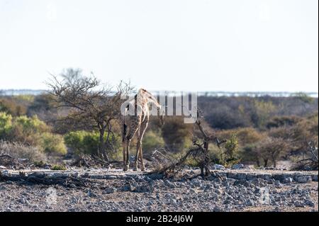 Angolas Giraffa giraffa Giraffen - angolensis - Essen aus dem Gebüsch auf den Ebenen von Etosha Nationalpark in Namibia. Stockfoto