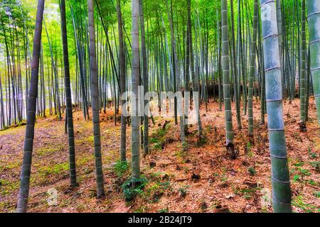 Die Baumstämme von hohen Bambuspflanzen im öffentlichen Park Bamboo Grove der Stadt Kyoto. Stockfoto