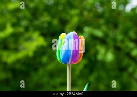 Tulip mit mehrfarbigen Kronblättern in einem Garten im Frühjahr. Naturbachgrund. 8. März. Stockfoto