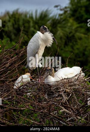 Wood Stork Familie im Nest mit Erwachsenen in Vollprofil und Federn am Hals Stockfoto