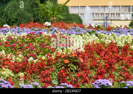 Üppige, wunderschöne Blumen in lebendigen Farben und blühen in einem banja-park in Vrnjacka, Serbien Stockfoto