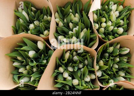 Schöne Blumensträuße aus weißen Tulpen in Handwerkspapier, Frühlingsblumen der Blumenbeete. Selektiver Fokus. Stockfoto