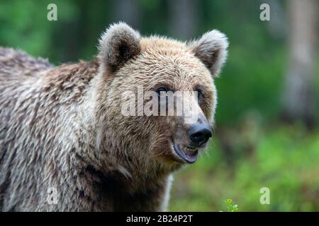 Braunbär im Sommerwald. Nahaufnahme Hochformat, grüner natürlicher Hintergrund. Wissenschaftlicher Name: Ursus arctos. Natürlicher Lebensraum. Stockfoto