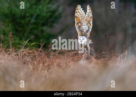 Barn Owl (Tieto Alba) im Flug. Eule, die in weichem Morgenlicht über die Herbstwiese fliegt. Action-Fotos aus der Natur, Tschechien. Stockfoto