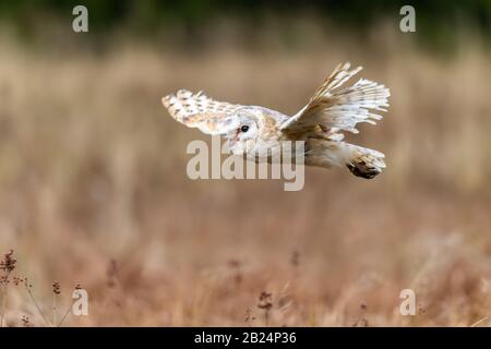 Barn Owl (Tieto Alba) im Flug. Eule, die in weichem Morgenlicht über die Herbstwiese fliegt. Action-Fotos aus der Natur, Tschechien. Stockfoto