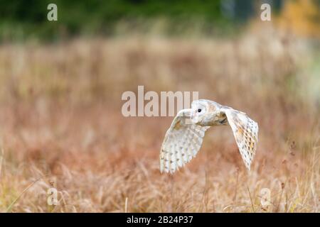 Barn Owl (Tieto Alba) im Flug. Eule, die in weichem Morgenlicht über die Herbstwiese fliegt. Action-Fotos aus der Natur, Tschechien. Stockfoto