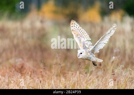 Barn Owl (Tieto Alba) im Flug. Eule, die in weichem Morgenlicht über die Herbstwiese fliegt. Action-Fotos aus der Natur, Tschechien. Stockfoto