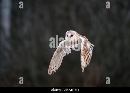 Barn Owl (Tieto Alba) im Flug. Eule, die in weichem Morgenlicht über die Herbstwiese fliegt. Action-Fotos aus der Natur, Tschechien. Stockfoto