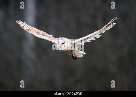 Barn Owl (Tieto Alba) im Flug. Eule, die in weichem Morgenlicht über die Herbstwiese fliegt. Action-Fotos aus der Natur, Tschechien. Stockfoto