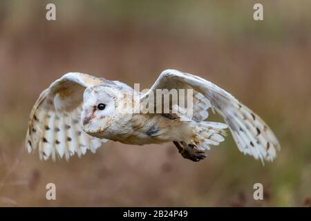 Barn Owl (Tieto Alba) im Flug. Eule, die in weichem Morgenlicht über die Herbstwiese fliegt. Action-Fotos aus der Natur, Tschechien. Stockfoto