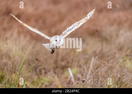 Barn Owl (Tieto Alba) im Flug. Eule, die in weichem Morgenlicht über die Herbstwiese fliegt. Action-Fotos aus der Natur, Tschechien. Stockfoto