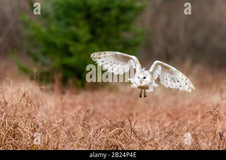 Barn Owl (Tieto Alba) im Flug. Eule, die in weichem Morgenlicht über die Herbstwiese fliegt. Action-Fotos aus der Natur, Tschechien. Stockfoto