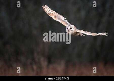 Barn Owl (Tieto Alba) im Flug. Eule, die in weichem Morgenlicht über die Herbstwiese fliegt. Action-Fotos aus der Natur, Tschechien. Stockfoto