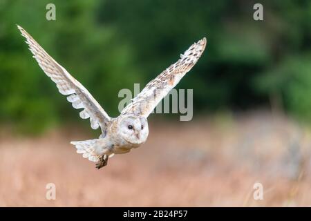 Barn Owl (Tieto Alba) im Flug. Eule, die in weichem Morgenlicht über die Herbstwiese fliegt. Action-Fotos aus der Natur, Tschechien. Stockfoto