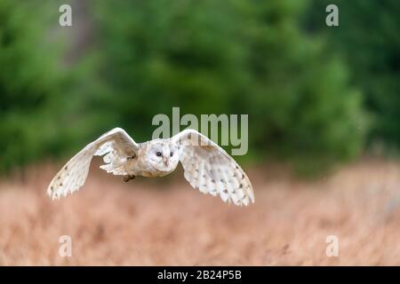 Barn Owl (Tieto Alba) im Flug. Eule, die in weichem Morgenlicht über die Herbstwiese fliegt. Action-Fotos aus der Natur, Tschechien. Stockfoto