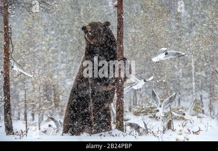 Braunbär steht auf seinen Hinterbeinen auf dem Schnee im Winterwald. Schneefall. Wissenschaftlicher Name: Ursus arctos. Natürlicher Lebensraum. Wintersaison.