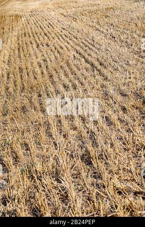 Wilstone Reservoir, Hertfordshire Stockfoto