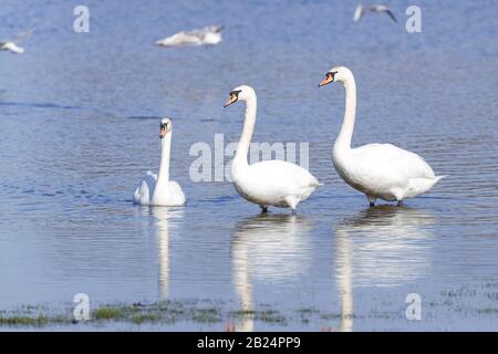 Mute Swans (Cygnus Olor) dominieren ein Feld in Castleford, West Yorkshire, nachdem der Fluss Calder während der jüngsten Stürme an den Ufern platzte. Stockfoto