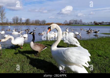 Mute Swans (Cygnus Olor) dominieren ein Feld in Castleford, West Yorkshire, nachdem der Fluss Calder während der jüngsten Stürme an den Ufern platzte. Stockfoto