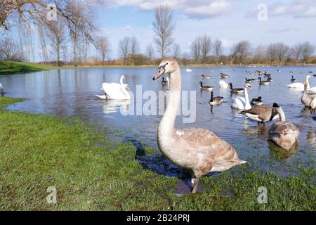 Mute Swans (Cygnus Olor) dominieren ein Feld in Castleford, West Yorkshire, nachdem der Fluss Calder während der jüngsten Stürme an den Ufern platzte. Stockfoto