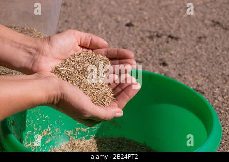 Vorbereitung für das Aussaaten des Rasens. Grassamen in den Händen einer Frau, die sich in Form eines Herzens gebildet hat. Stockfoto