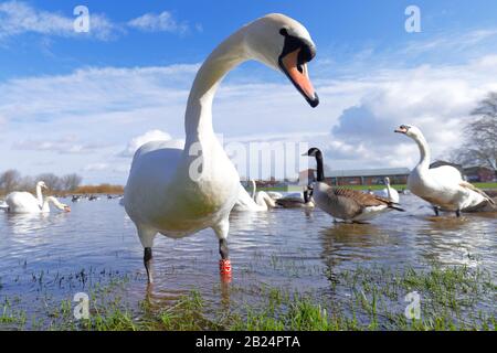 Mute Swans (Cygnus Olor) dominieren ein Feld in Castleford, West Yorkshire, nachdem der Fluss Calder während der jüngsten Stürme an den Ufern platzte. Stockfoto