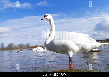 Mute Swans (Cygnus Olor) dominieren ein Feld in Castleford, West Yorkshire, nachdem der Fluss Calder während der jüngsten Stürme an den Ufern platzte. Stockfoto