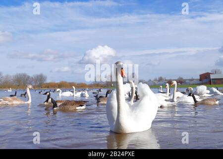 Mute Swans (Cygnus Olor) dominieren ein Feld in Castleford, West Yorkshire, nachdem der Fluss Calder während der jüngsten Stürme an den Ufern platzte. Stockfoto