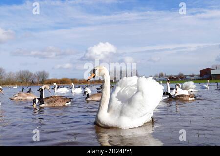 Mute Swans (Cygnus Olor) dominieren ein Feld in Castleford, West Yorkshire, nachdem der Fluss Calder während der jüngsten Stürme an den Ufern platzte. Stockfoto