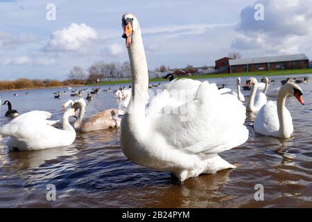 Mute Swans (Cygnus Olor) dominieren ein Feld in Castleford, West Yorkshire, nachdem der Fluss Calder während der jüngsten Stürme an den Ufern platzte. Stockfoto