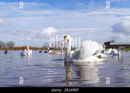 Mute Swans (Cygnus Olor) dominieren ein Feld in Castleford, West Yorkshire, nachdem der Fluss Calder während der jüngsten Stürme an den Ufern platzte. Stockfoto