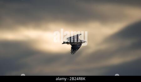 Flying Eagle Silhouetted on Sunset Sky Background. Junger Seeadler, der in der Nähe des Sonnenuntergangs unter Sturmwolken fliegt. Junger Weißwedeladler. Haliaetus a Stockfoto