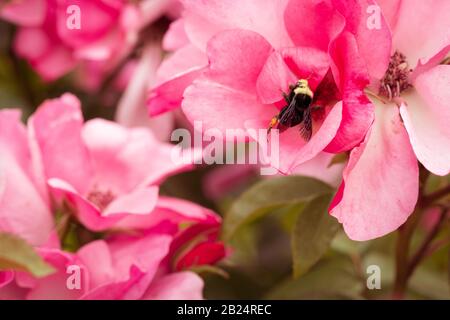 Große, Geschäftige Bumblebee Sammeln Pollen von Pink Roses Stockfoto