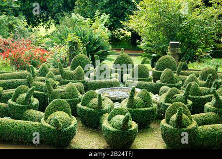 Buchsbaum (Buxus sempervirens var. arborescens) Stockfoto