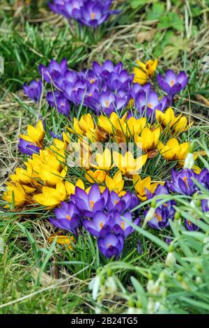 Fruehlingskrokus, Krokus Siebold. Stockfoto