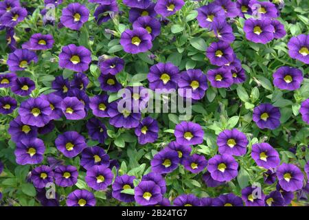 Zaubergloeckchen (Calibrachoa CELEBRATION' Velvet Blue') Stockfoto