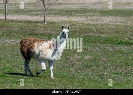 Süßes, flaues, braunes und weißes Llama, das die Kamera betrachtet, während es an einem sonnigen Nachmittag durch das grüne Gras einer Ranch-Weide geht. Stockfoto