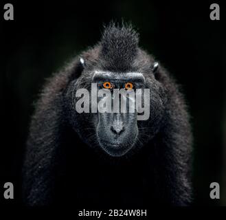 Die Celebes cremefarben macaque. Nahaufnahme Hochformat, Vorderansicht, dunkler Hintergrund. Cremefarbter schwarzer Makaque, Sulawesi cremefarbter Makaque oder der schwarze Affe. Natura Stockfoto