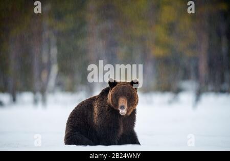 Bär mit offenem Mund sitzt im Schnee. Braunbär im Winterwald. Wissenschaftlicher Name: Ursus Arctos. Natürliches Habitat. Stockfoto