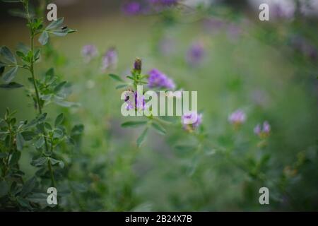 Violette Kleeblattblüten wachsen in einem grünen Feld. Weicher selektiver Fokus Stockfoto