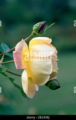 Rosa 'Lady of Shalott' ein David Austin erhob sich. Stockfoto