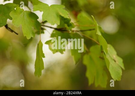 Grüne Eichenblätter wachsen auf einem Baumzweig in der Nähe. Stockfoto