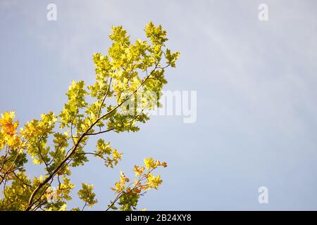 Grüne und goldene Eichenblätter wachsen auf einem Baumzweig auf blauem Himmelshintergrund Stockfoto