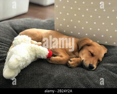 Niedliche kleine Labrador Welpen kuscheln mit Spielzeug und schlafen. Stockfoto