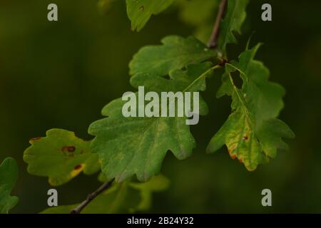 Grüne Eichenblätter wachsen auf einem Baumzweig auf dunklem Grund in der Nähe. Stockfoto