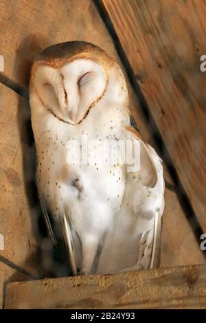 Eine Barn Eule, Tyto alba, schlafend. Bergen County Zoo, Van Saun Park, Paramus, New Jersey, USA Stockfoto